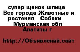 супер щенок шпица - Все города Животные и растения » Собаки   . Мурманская обл.,Апатиты г.